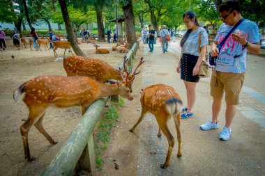 Nara, Japonya - 26 Temmuz 2017: vahşi geyik Nara, Japonya'nın bakan kimliği belirsiz kişiler. Nara büyük Turizm Japonya yer