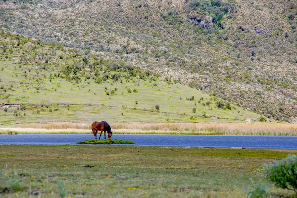Wody pitnej samotny piękne dziki koń w jeziorze Limpiopungo, w parku narodowym Cotopaxi — Zdjęcie stockowe
