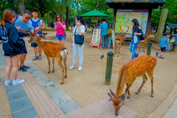 Nara, Japón - 26 de julio de 2017: Gente no identificada alrededor de ciervos salvajes en Nara, Japón. Nara es un importante destino turístico en Japón - antigua ciudad habitante y actualmente Patrimonio de la Humanidad por la UNESCO —  Fotos de Stock
