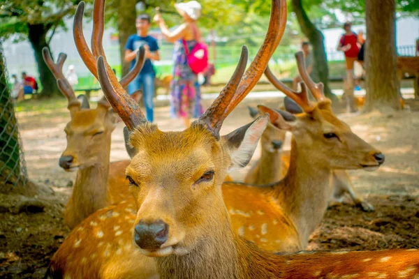 Vahşi geyikler, yakın Nara, Japonya - eski düşen şehir ve şu anda Unesco Dünya Mirası büyük turizm hedef bu şehirdir