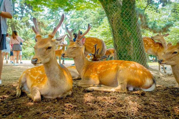 Cercanía de ciervos silvestres en Nara, esta ciudad es un importante destino turístico en Japón - antigua ciudad habitante y actualmente Patrimonio de la Humanidad por la UNESCO —  Fotos de Stock