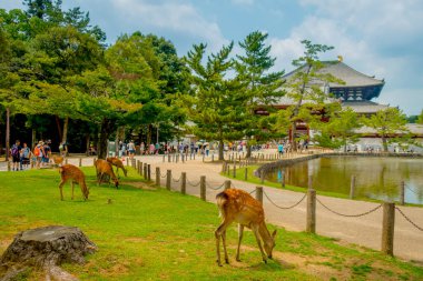 Nara, Japonya - 26 Temmuz 2017: kimliği belirsiz kişi Todai-ji Tapınağı ile bazı vahşi geyikler önde, bir Doğu büyük Tapınağı ile yürüme. Bir Budist tapınağı'nın şehrinde bulunan bu tapınağıdır 
