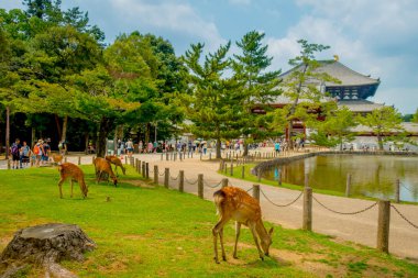 Nara, Japonya - 26 Temmuz 2017: kimliği belirsiz kişi Todai-ji Tapınağı ile bazı vahşi geyikler önde, bir Doğu büyük Tapınağı ile yürüme. Bir Budist tapınağı'nın şehrinde bulunan bu tapınağıdır 