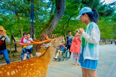 Nara, Japonya - 26 Temmuz 2017: bir şapka giyen kimliği belirsiz kadın vahşi geyik Nara, Japonya besleniyor. Nara, Japonya - eski düşen şehir ve şu anda Unesco Dünya bir büyük turizm yer