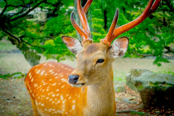 Vahşi geyikler, yakın Nara, Japonya - eski düşen şehir ve şu anda Unesco Dünya Mirası büyük turizm hedef bu şehirdir