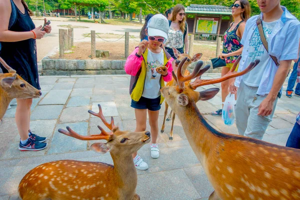 Nara, Japonya - 26 Temmuz 2017: kimliği belirsiz kişi: Nara, Japan vahşi bir geyik besleme. Nara büyük turizm yer Japonya - eski düşen şehir ve şu anda UNESCO Dünya Miras Listesi