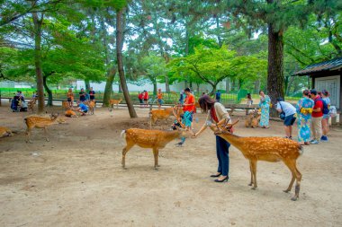 Nara, Japonya - 26 Temmuz 2017: Ziyaretçiler: Nara, Japan vahşi geyik besleme. Nara büyük turizm yer Japonya - eski düşen şehir ve şu anda UNESCO Dünya Miras Listesi
