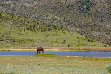 Limpiopungo gölde Milli Parkı Cotopaxi yalnız güzel vahşi at içme suyunda