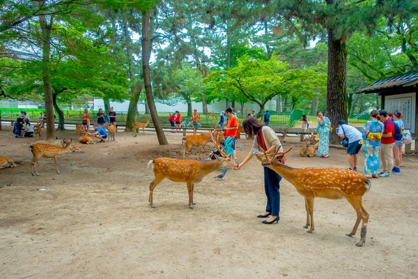 Nara, Japonya - 26 Temmuz 2017: Ziyaretçiler: Nara, Japan vahşi geyik besleme. Nara büyük turizm yer Japonya - eski düşen şehir ve şu anda UNESCO Dünya Miras Listesi