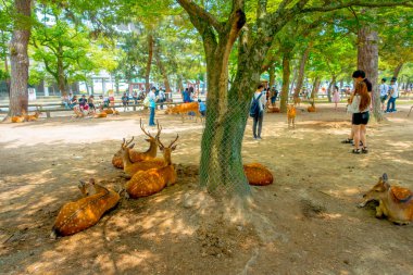 Nara, Japonya - 26 Temmuz 2017: Nara, Japonya'nın vahşi geyikler kimliği belirsiz insanlarla. Nara büyük turizm yer Japonya - eski düşen şehir ve şu anda UNESCO Dünya Miras Listesi