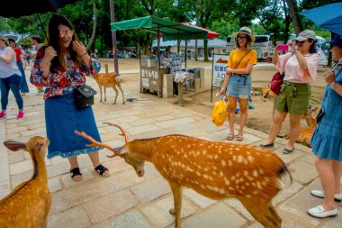 Nara, Japonya - 26 Temmuz 2017: fotoğraf çekmek ve Nara, Japonya'nın vahşi geyikler zevk kimliği belirsiz kişi. Nara, Japonya - eski düşen şehir ve şu anda Unesco büyük turizm yer