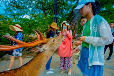 Nara, Japonya - 26 Temmuz 2017: kimliği belirsiz kişi: Nara, Japan vahşi bir geyik besleme. Nara büyük turizm yer Japonya - eski düşen şehir ve şu anda UNESCO Dünya Miras Listesi