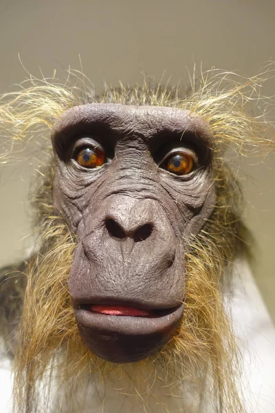 HOUSTON, USA - JANUARY 12, 2017: Close up of a monkey head in National Museum of Natural Science in Orlando Houston in USA, in a wall background — Stock Photo, Image