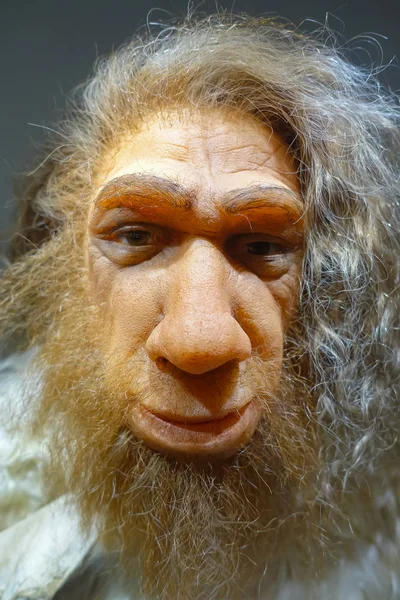 Houston, Amerika Birleşik Devletleri - 12 Ocak 2017: Neandertal baş içinde Ulusal Müzesi, Doğa Bilimleri ABD, Orlando Houston'da bir duvar arka planda kapat