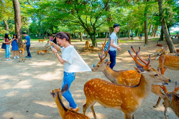 Nara, Japonya - 26 Temmuz 2017: beyaz tişört ve vahşi bir geyik Nara onun t-shirt yeme giyen kimliği belirsiz kadın