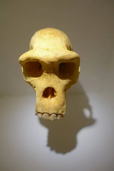 HOUSTON, EE.UU. - 12 DE ENERO DE 2017: Primer plano de un cráneo en el Museo Nacional de Ciencias Naturales de Orlando Houston, Estados Unidos, en un fondo de pared —  Fotos de Stock