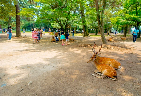 Nara, Japonya - 26 Temmuz 2017: Nara, Japonya'nın vahşi geyikler kimliği belirsiz insanlarla. Nara büyük turizm yer Japonya - eski düşen şehir ve şu anda UNESCO Dünya Miras Listesi