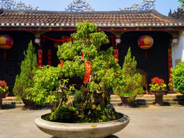 Hoian, Vietnam, Eylül, 04 2017: Verandada hoian Vietnam tapınağında bir tencerede güzel ağaç
