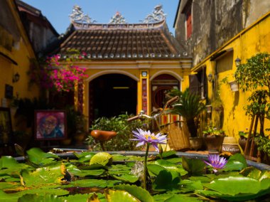 Hoian, Vietnam - 20 Ağustos 2017: Hoi Vietnam bir Antik şehir evinde verandada güzel bir mor çiçek ile bir lotus acuatic bitkinin kapat