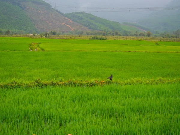 Campos de arroz nas Ilhas Cham, a 5 km da cidade de Hoian, comunidade de Tan Hiep, província de Quang Nam, no Vietnã Hoian — Fotografia de Stock