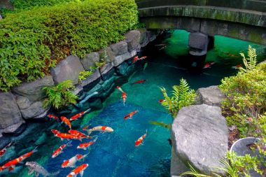 Güzel koi balık Pong küçük bir nehir, gölet Japon bahçe Asakusa Kannon Tapınağı Tokyo, Japonya'da yeşil çalılar çevrili yüzme