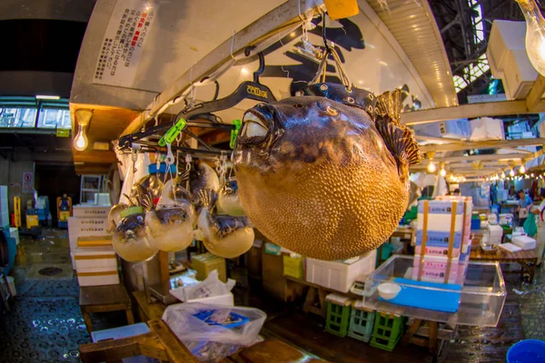 Tokio, Japonia czerwca 2017 r. 28: zbliżenie z suchym blowfish wiszące w targu Tsukiji, to największa hurtownia rynku ryb i owoców morza na świecie, w Tokio. Rybie oko efekt — Zdjęcie stockowe