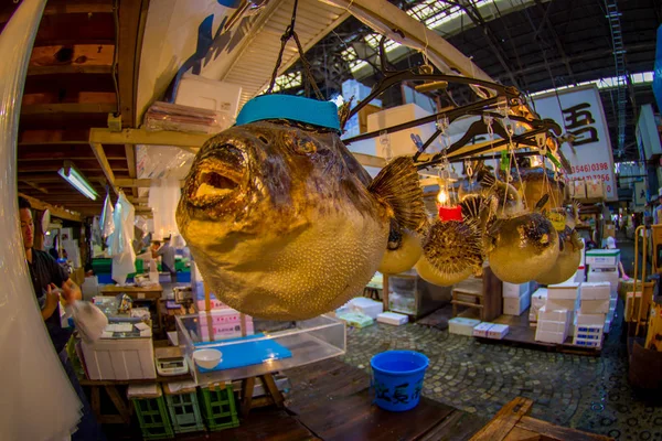 Tokio, Japan 28. Juni - 2017: Nahaufnahme eines trockenen Blasfisches, der in einem Tsukiji-Markt hängt, ist der größte Großmarkt für Fisch und Meeresfrüchte der Welt, in Tokio. Fischaugeneffekt — Stockfoto