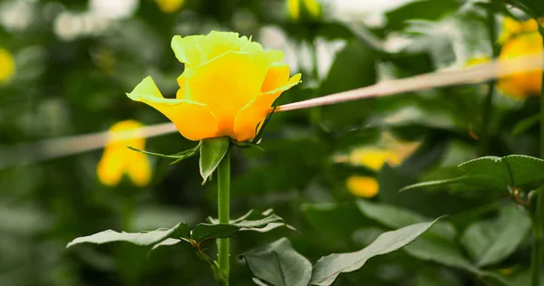Beautiful single yellow rose flower in garden greenhouse — Stock Photo, Image