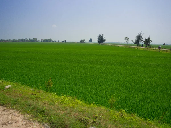 Campos de arroz en las Islas Cham, a 5 km de la ciudad de Hoian, comuna de Tan Hiep, provincia de Quang Nam, en Hoian Vietnam —  Fotos de Stock