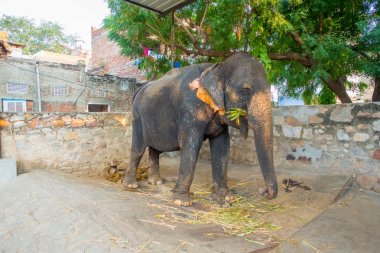 Çok güzel bir zincir içinde kendi ayakları Jaipur, Hindistan ile büyük bir fil. Filler sürmek ve diğer turistik etkinlikler Jaipur için kullanılır