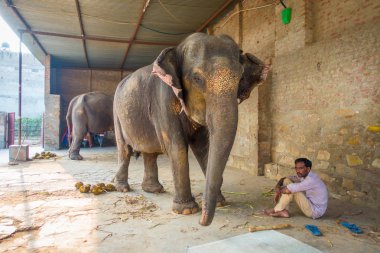 Jaipur, Hindistan - 20 Eylül 2017: kimliği belirsiz iki büyük filler, Jaipur, Hindistan ayakları zincirlerle ile duruyor. Filler sürmek ve diğer turistik etkinlikler Jaipur için kullanılır