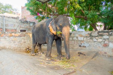 Çok güzel bir zincir içinde kendi ayakları Jaipur, Hindistan ile büyük bir fil. Filler sürmek ve diğer turistik etkinlikler Jaipur için kullanılır