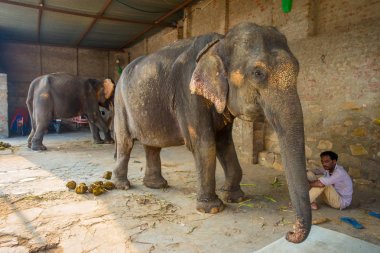Jaipur, Hindistan - 20 Eylül 2017: kimliği belirsiz iki büyük filler, Jaipur, Hindistan ayakları zincirlerle ile duruyor. Filler sürmek ve diğer turistik etkinlikler Jaipur için kullanılır