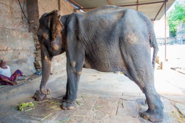 Jaipur, Hindistan - 20 Eylül 2017: büyük bir fil ve ayakları Jaipur, Hindistan zincire ile kimliği belirsiz duruyor. Filler sürmek ve diğer turistik etkinlikler Jaipur için kullanılır