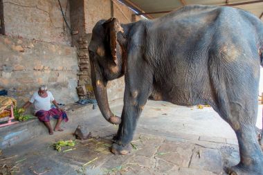 Jaipur, Hindistan - 20 Eylül 2017: büyük bir fil ve ayakları Jaipur, Hindistan zincire ile kimliği belirsiz duruyor. Filler sürmek ve diğer turistik etkinlikler Jaipur için kullanılır