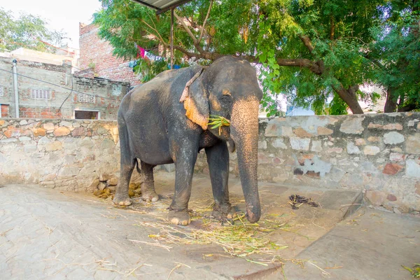 Çok güzel bir zincir içinde kendi ayakları Jaipur, Hindistan ile büyük bir fil. Filler sürmek ve diğer turistik etkinlikler Jaipur için kullanılır