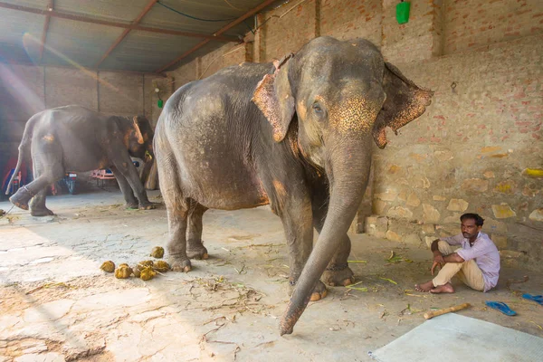 Jaipur, Hindistan - 20 Eylül 2017: kimliği belirsiz iki büyük filler, Jaipur, Hindistan ayakları zincirlerle ile duruyor. Filler sürmek ve diğer turistik etkinlikler Jaipur için kullanılır