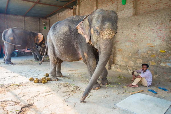 Jaipur, Hindistan - 20 Eylül 2017: kimliği belirsiz iki büyük filler, Jaipur, Hindistan ayakları zincirlerle ile duruyor. Filler sürmek ve diğer turistik etkinlikler Jaipur için kullanılır