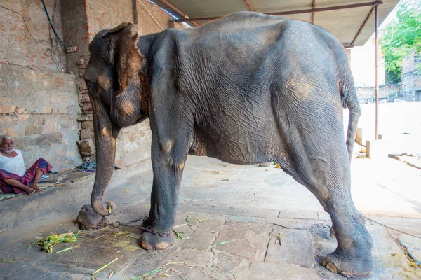 Jaipur, Hindistan - 20 Eylül 2017: büyük bir fil ve ayakları Jaipur, Hindistan zincire ile kimliği belirsiz duruyor. Filler sürmek ve diğer turistik etkinlikler Jaipur için kullanılır
