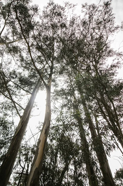 Inhemska skogen runt några av parkerna i Quito, Ecuador — Stockfoto