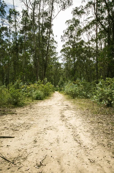 Native forest around some of the parks of Quito, Ecuador — Stock Photo, Image