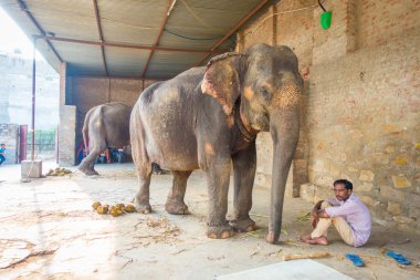 Jaipur, Hindistan - 20 Eylül 2017: kimliği belirsiz iki büyük filler, Jaipur, Hindistan ayakları zincirlerle ile duruyor. Filler sürmek ve diğer turistik etkinlikler Jaipur için kullanılır