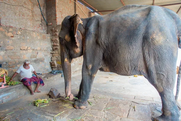 Jaipur, Hindistan - 20 Eylül 2017: Jaipur, Hindistan büyük bir fil ile kimliği belirsiz duruyor. Filler sürmek ve diğer turistik etkinlikler Jaipur için kullanılır