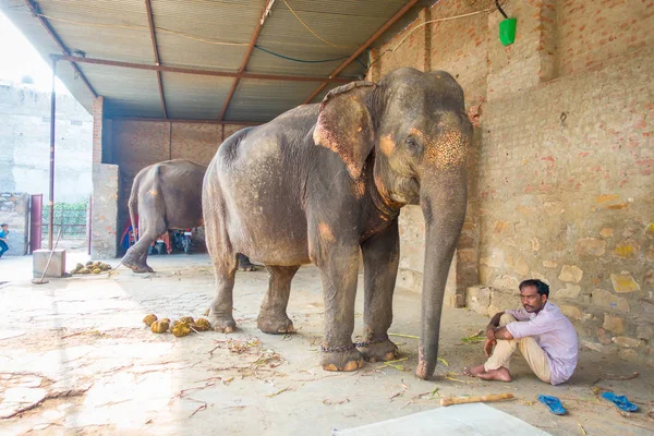 Jaipur, Hindistan - 20 Eylül 2017: kimliği belirsiz iki büyük filler, Jaipur, Hindistan ayakları zincirlerle ile duruyor. Filler sürmek ve diğer turistik etkinlikler Jaipur için kullanılır