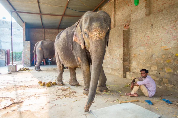 Jaipur, Hindistan - 20 Eylül 2017: kimliği belirsiz iki büyük filler, Jaipur, Hindistan ayakları zincirlerle ile duruyor. Filler sürmek ve diğer turistik etkinlikler Jaipur için kullanılır