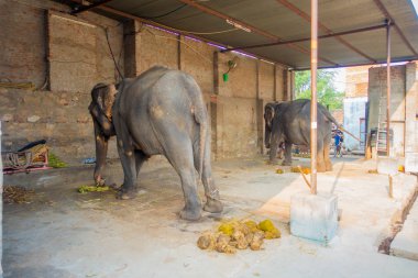 Jaipur, Hindistan - 20 Eylül 2017: kimliği belirsiz iki büyük filler, Jaipur, Hindistan ayakları zincirlerle ile duruyor. Filler sürmek ve diğer turistik etkinlikler Jaipur için kullanılır