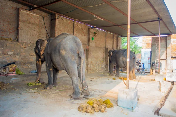Jaipur, Hindistan - 20 Eylül 2017: kimliği belirsiz iki büyük filler, Jaipur, Hindistan ayakları zincirlerle ile duruyor. Filler sürmek ve diğer turistik etkinlikler Jaipur için kullanılır