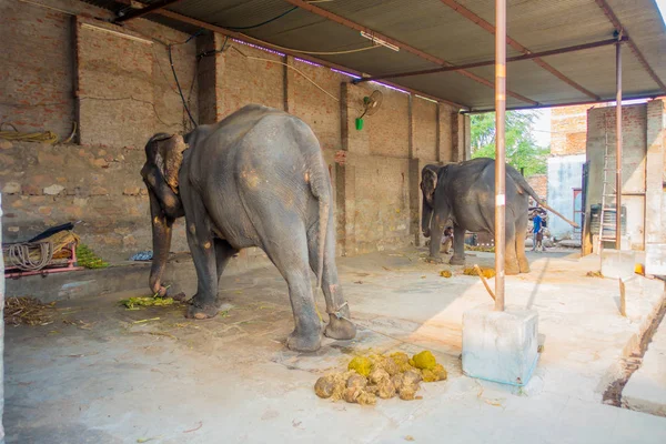 Jaipur, Hindistan - 20 Eylül 2017: kimliği belirsiz iki büyük filler, Jaipur, Hindistan ayakları zincirlerle ile duruyor. Filler sürmek ve diğer turistik etkinlikler Jaipur için kullanılır