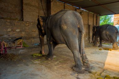 Jaipur, Hindistan - 20 Eylül 2017: kimliği belirsiz iki büyük filler, Jaipur, Hindistan ayakları zincirlerle ile duruyor. Filler sürmek ve diğer turistik etkinlikler Jaipur için kullanılır