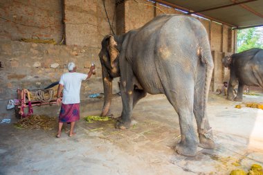 Jaipur, Hindistan - 20 Eylül 2017: kimliği belirsiz iki büyük filler, Jaipur, Hindistan ayakları zincirlerle ile duruyor. Filler sürmek ve diğer turistik etkinlikler Jaipur için kullanılır